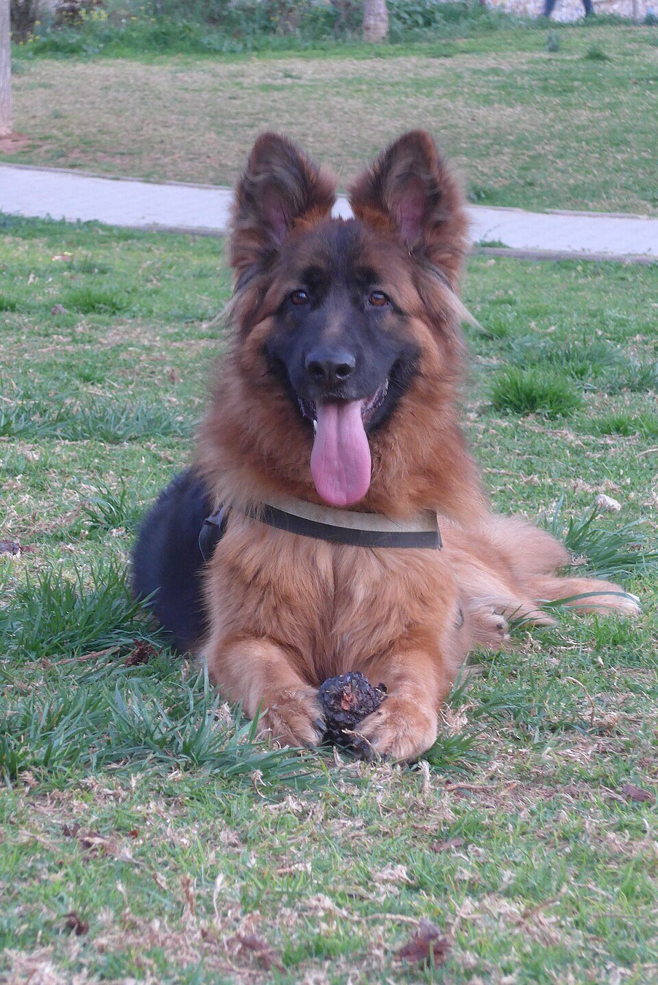 Altdeutscher Schäferhund alimentation