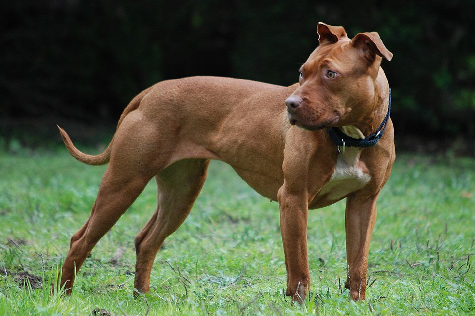American Pitbull Terrier morphologie