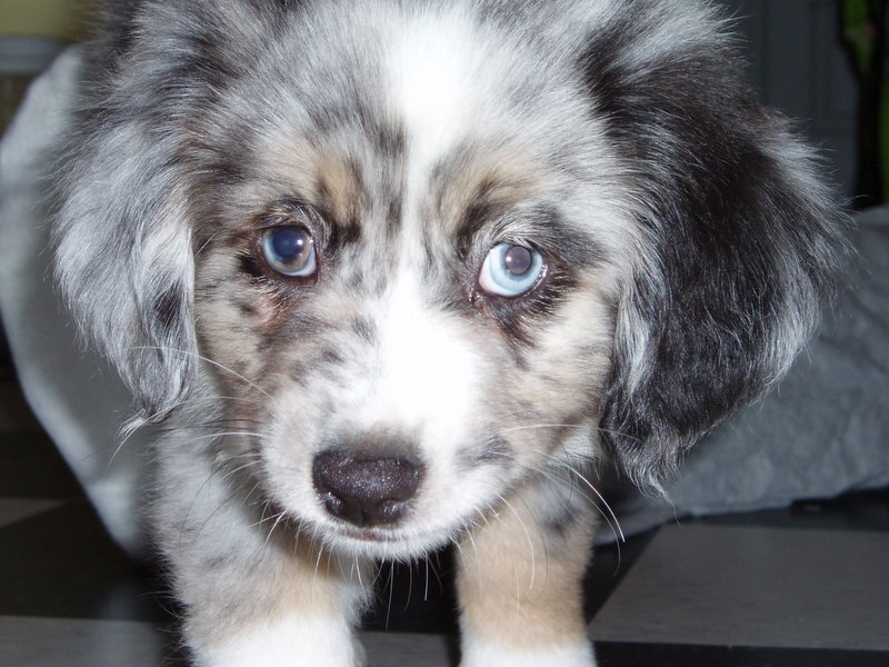 Berger Américain Miniature santé