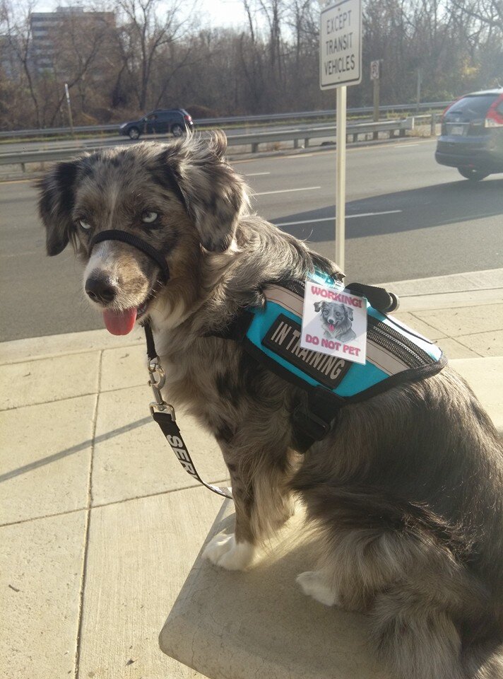 Berger Américain Miniature alimentation