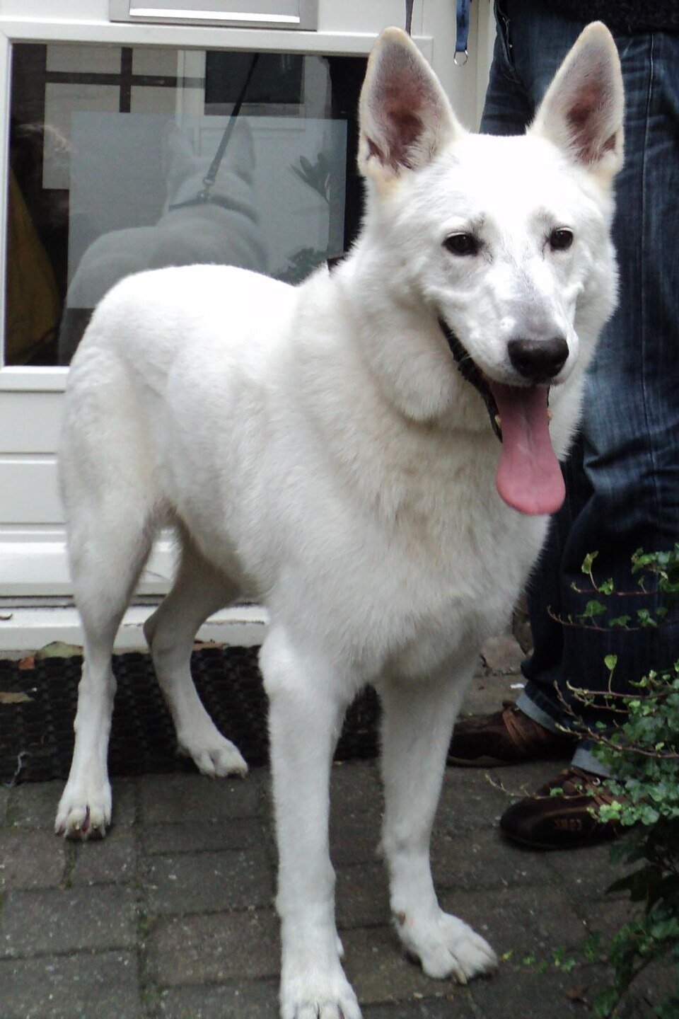 Berger Blanc Suisse caractère