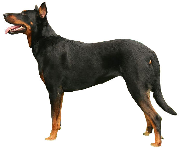 Berger de Beauce alimentation