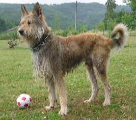 Berger Picard caractère