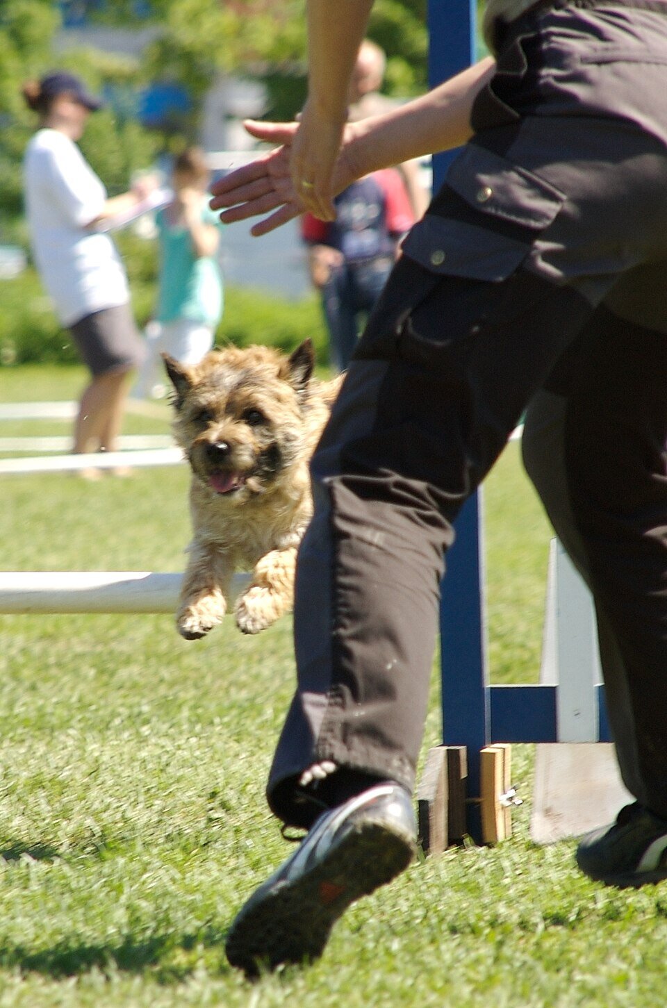 Cairn Terrier en promenade dans la nature