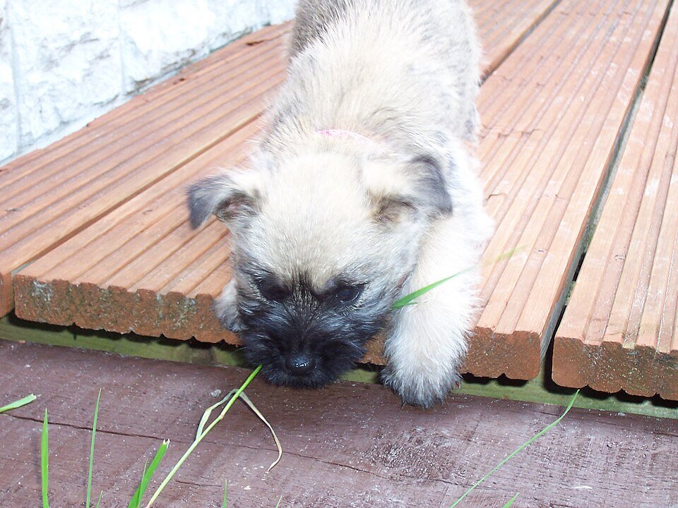 Cairn Terrier chiot joueur