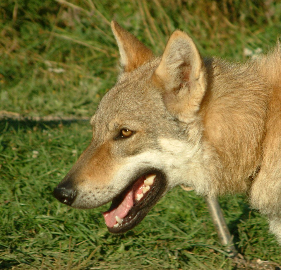 Chien-Loup Tchécoslovaque portrait yeux ambrés