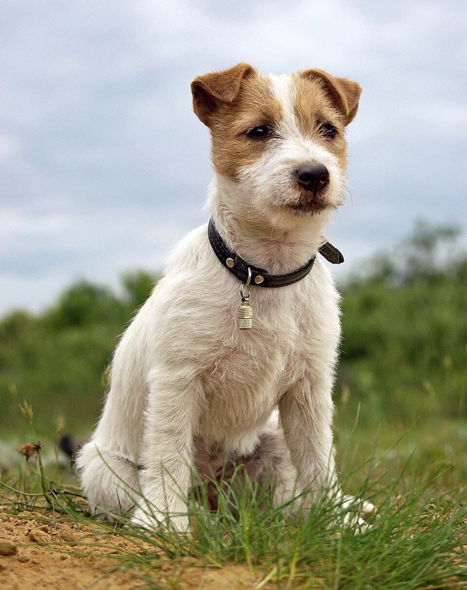 Jack Russell Terrier portrait au regard vif