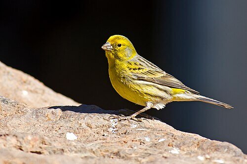 Canari domestique