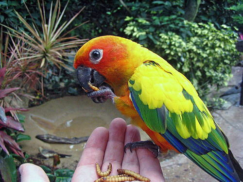 Conure soleil
