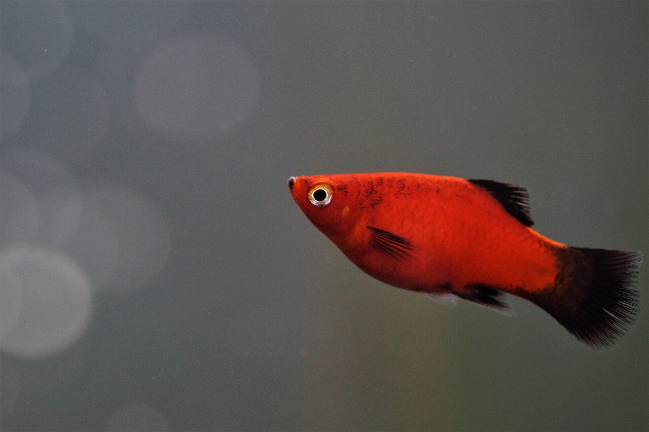 Platy rouge en gros plan