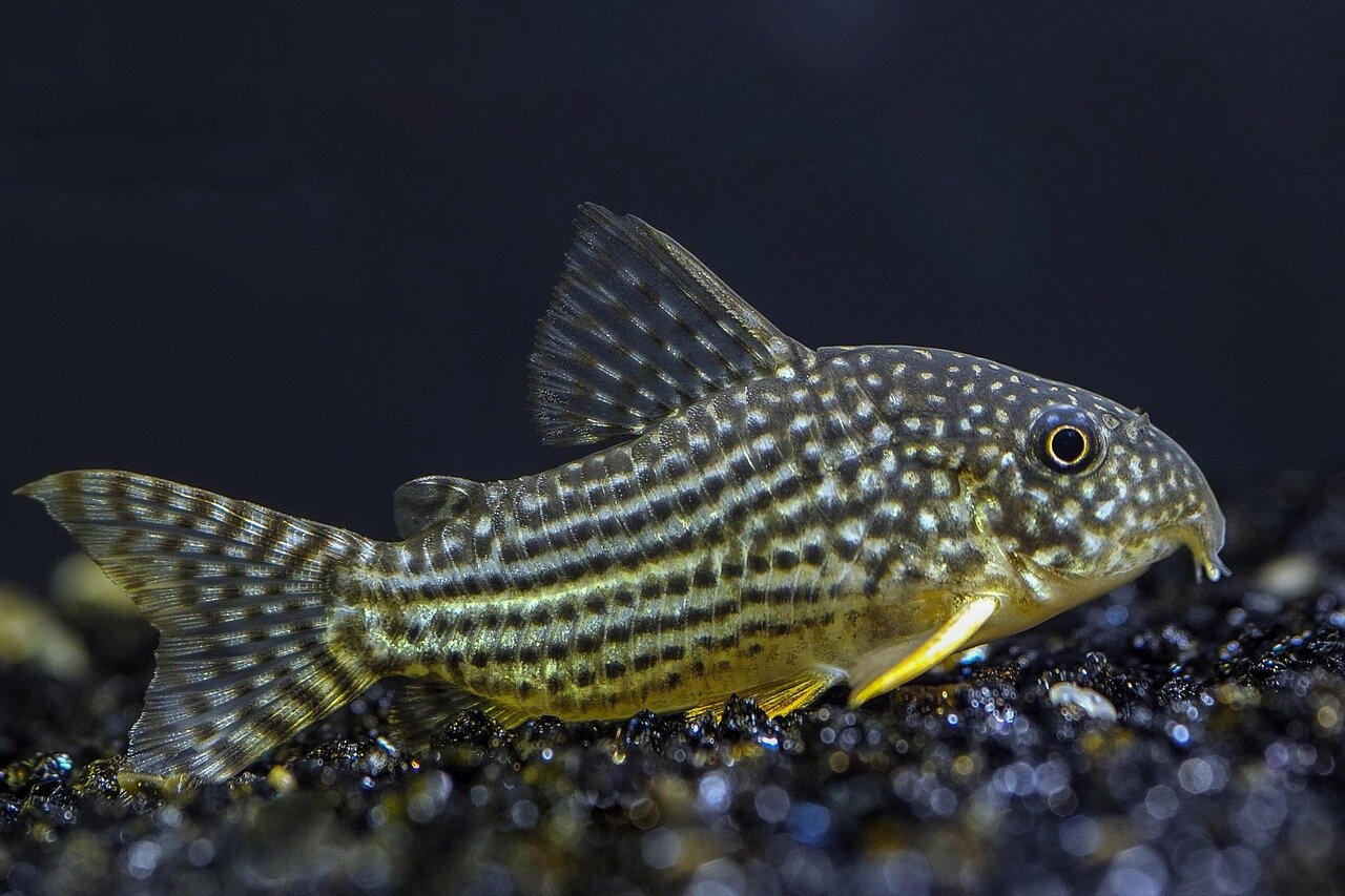 Corydoras tacheté sur le fond