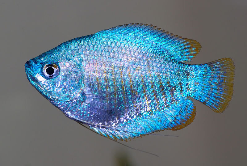 Gourami nain mâle coloré