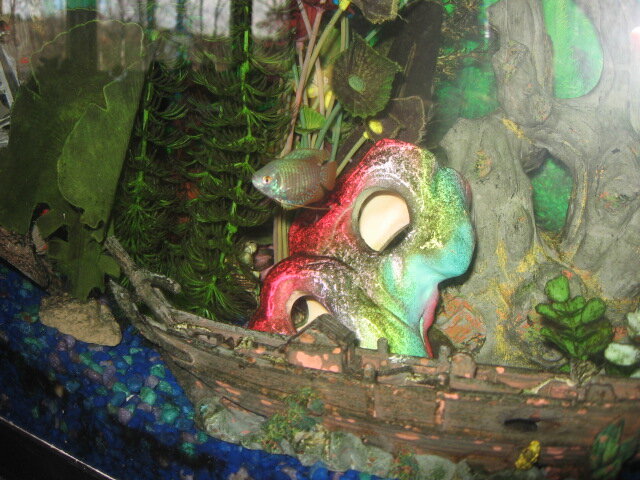 Gourami nain en aquarium planté