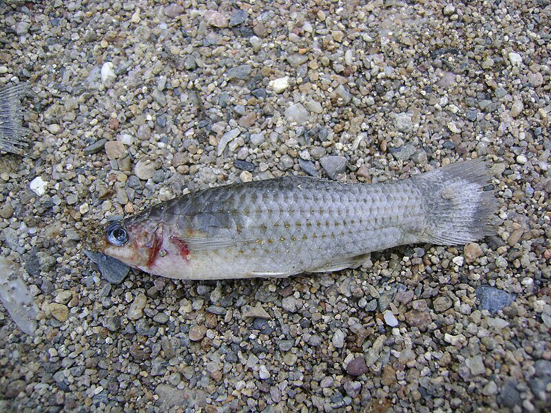 Molly orange en aquarium