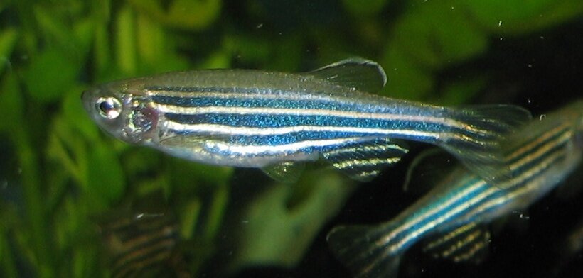 Danio rerio (poisson-zèbre)