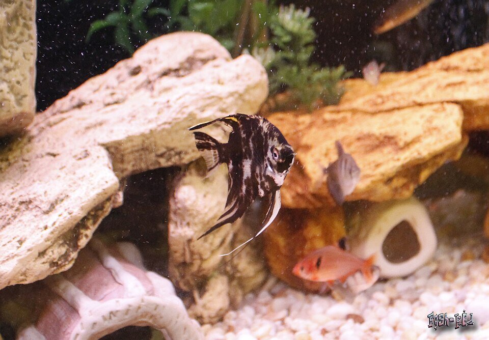 Scalaire marbre en aquarium