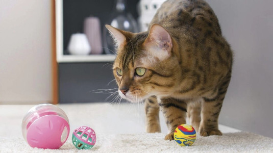 Comprendre les besoins de jeu de votre chat