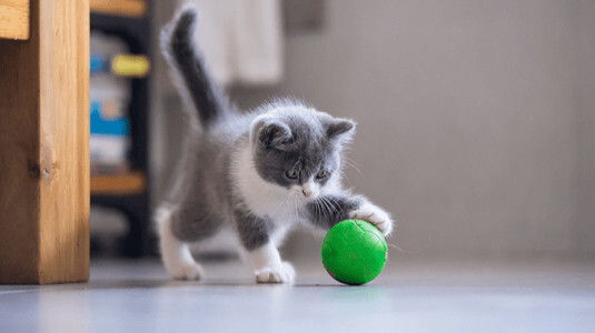 L'importance du jeu pour les chats