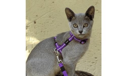 Conseil d'achat : harnais pour chat