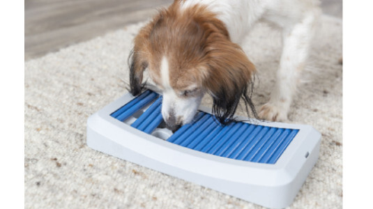 Le jouet interactif pour chien