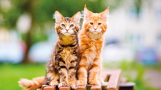 Plusieurs chats dans la maison, Chat XXl type Maine Coon