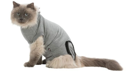 Alternative à la collerette pour chat