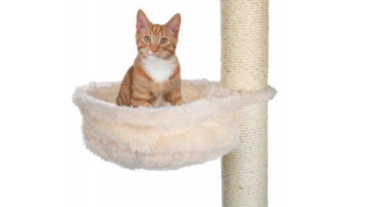 Peut-on installer un hamac sur un arbre à chat ?