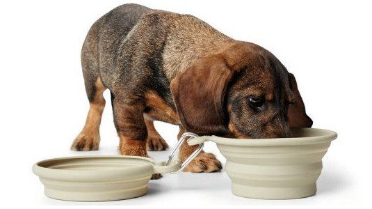 Gamelle de voyage pliable pour chien