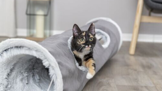 Le tunnel un espace confiné pour chat