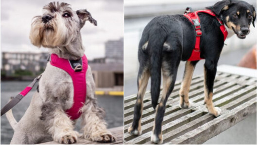 Pour quel chien le harnais Y est-il conseillé ?