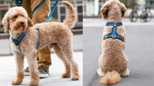 Le harnais en Y pour chien est-il anti traction ?