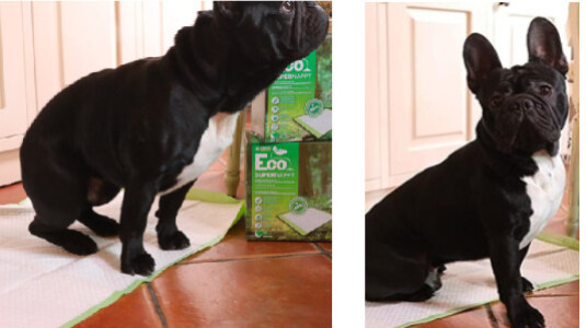 Dans quelles conditions utiliser une alèse pour son chien ?