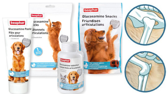 Traitement pour soulager l'arthrose chez le chien