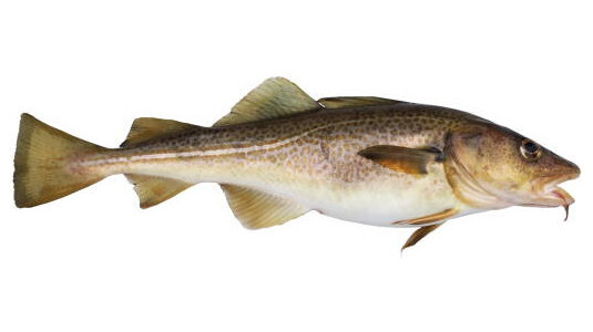 La meilleure ! Huile de foie de morue pour chien !