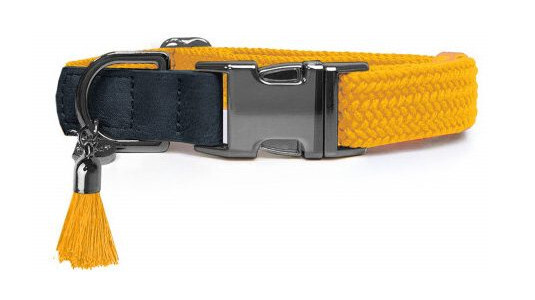 Quel collier choisir pour un Bouledogue Français ?