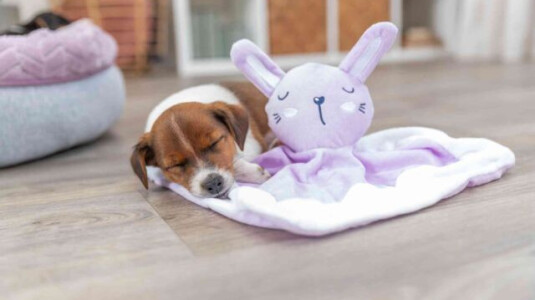 Pourquoi un chiot a-t-il besoin d'un doudou ?