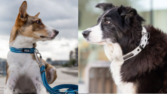 Pourquoi mettre un collier à un chien ?