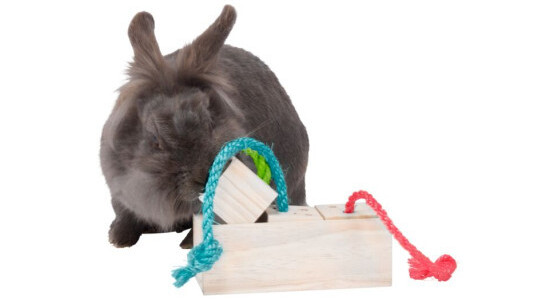 Le lapin nain a-t-il vraiment besoin d'un jeu pour s'amuser ?