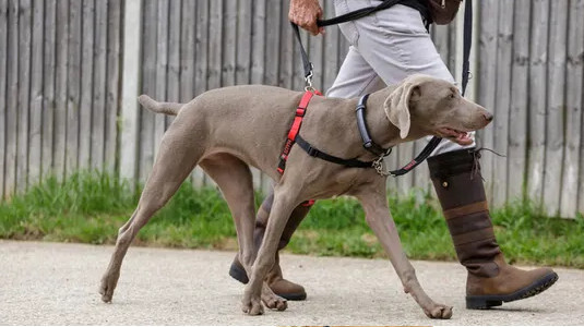 Faut-il prendre des cours d'éducation pour un chien qui tire en laisse ?