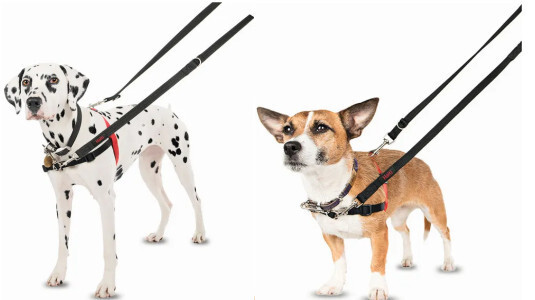 Le mode d'éducation Halti Pro fait -il mal au chien ?