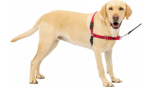 90 % des éducateurs conseillent le harnais Easy Walk !