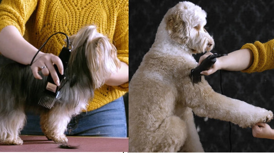 Quelle est la meilleure tondeuse Moser pour chien ?