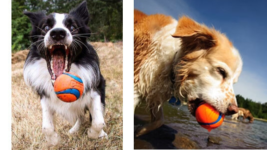 Chuckit : La référence en balle pour chien