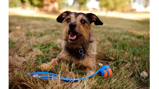 Lanceur de balle Chuckit, Qualité Pro