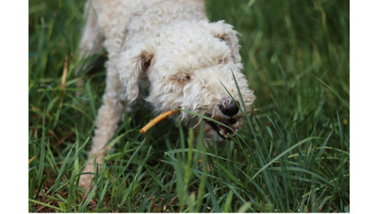 Composition d'une friandise naturelle pour chien ?