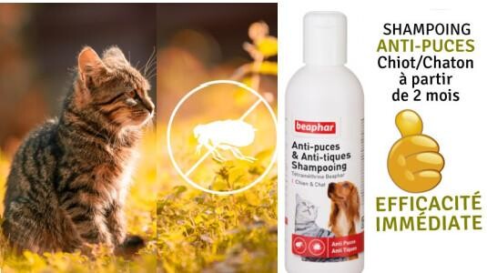 Est-ce que laver un chat éliminera les puces ?