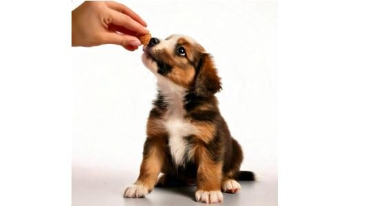 Éducation du chien : Maîtriser l'obéissance et renforcer votre complicité