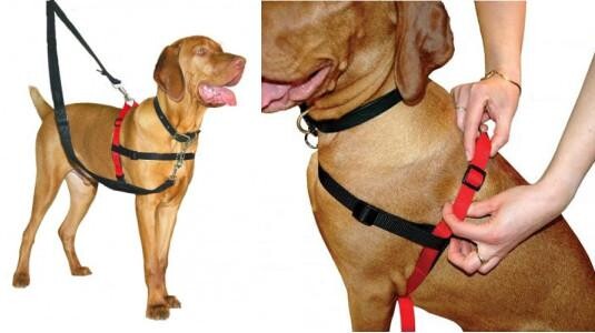 Mon chien tire en laisse : quelle solution ?