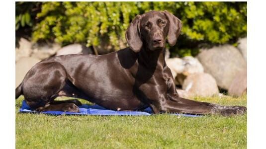 Comment fonctionne le tapis rafraîchissant pour chien ?