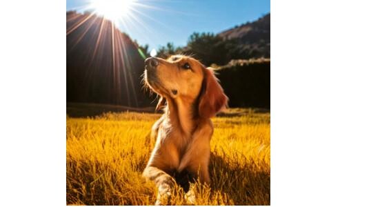 À partir de quelle température, il est conseillé de rafraîchir un chien ?